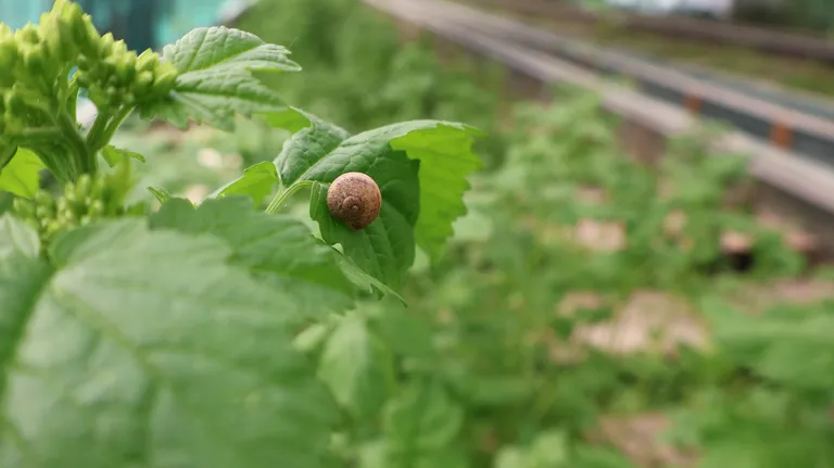 Escargot sur une feuille dans un parc d'élevage